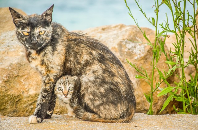 Plant And Wildlife Preservation