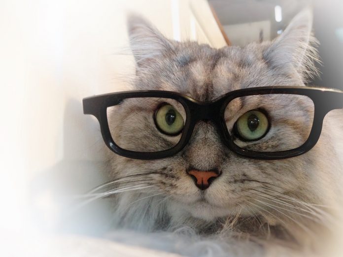 The intelligent behavior of a Cat