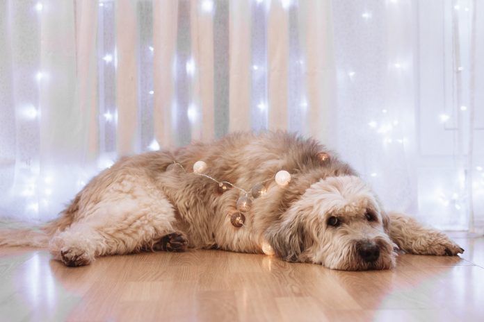 Pet Dogs To Readjust New Home