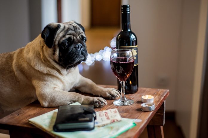 Overindulgence Can Harm Pet