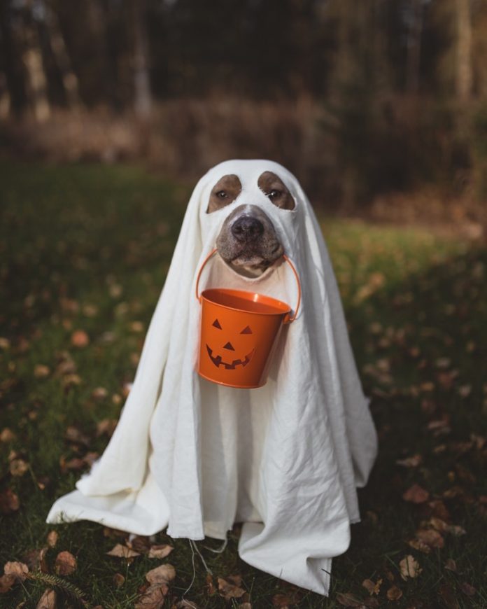 family friendly pet