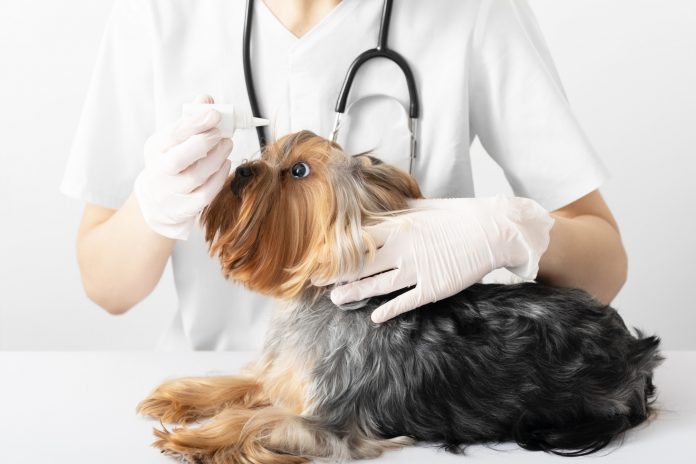 Animal Veterinary Services