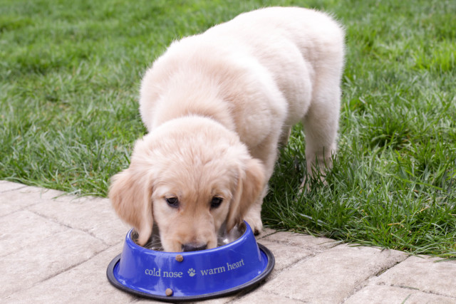 Overindulgence Can Harm Pet