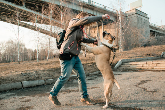 Animal Veterinary Services