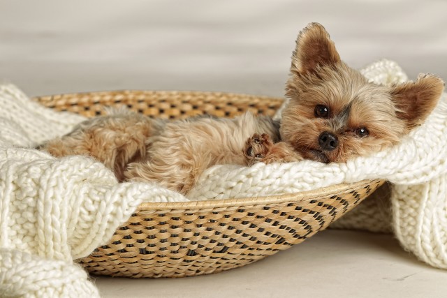 Animal Veterinary Services