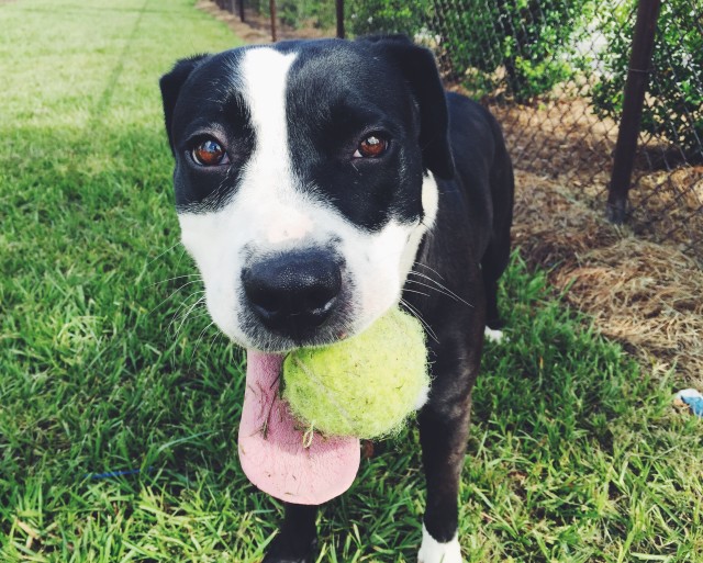 Common Signs of Illness in Pets