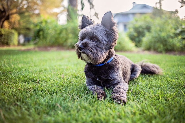 List of Animal Services