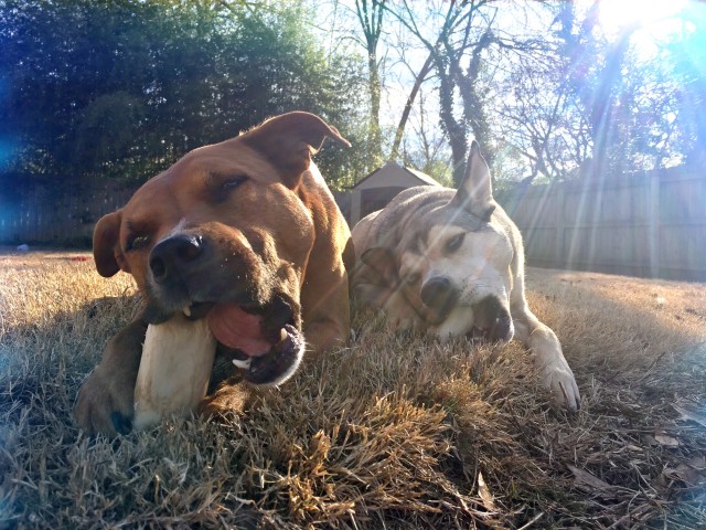 Volunteer at an Animal Shelter