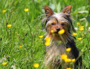 Understanding Pet Behavior