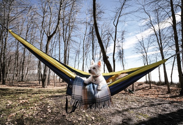 Prepare Home for Fostering Animals