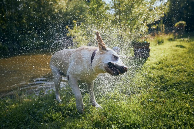Basics of Pet Adoption