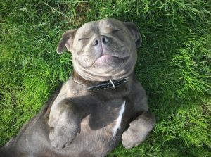 Pet Adoption Home Study Process