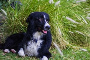 Adoption Laws and Regulations