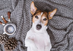 Animal Shelter Volunteer