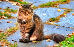 Kinship Pet Adoption