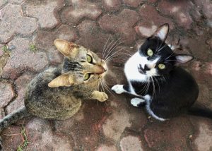 Kinship Pet Adoption