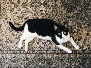 Bonding With Shelter Animals