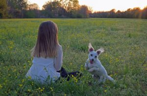 Animal Shelter Operations,