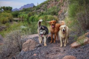Volunteer at an Animal Shelter
